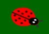 Ladybug